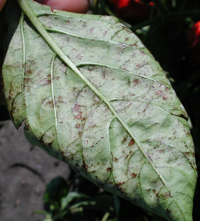 malattie del peperoncino peronospora foglia